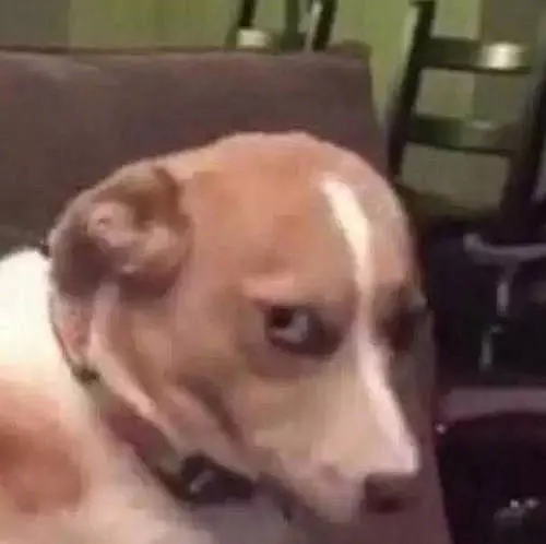Meme Template
