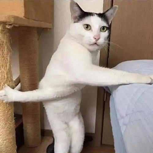 Meme Template
