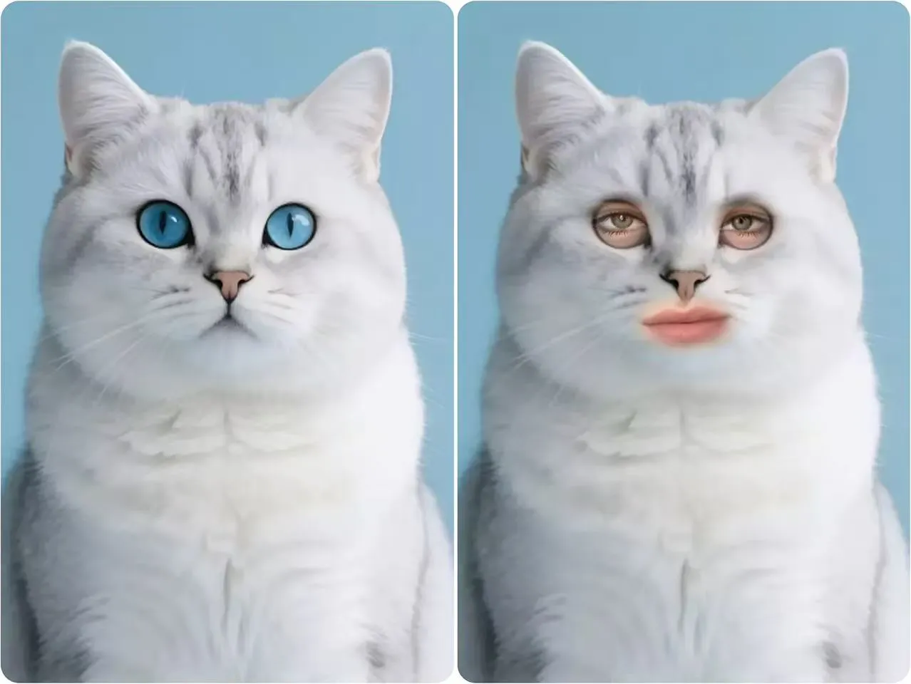 Hilarious Animal Face Morph Results for Meme Creation